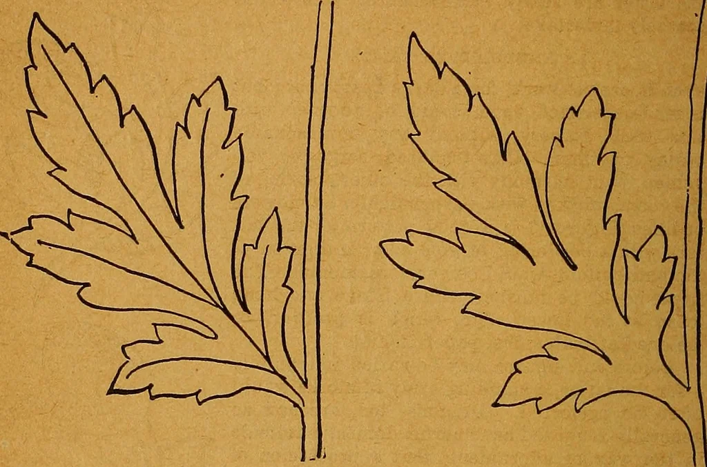 An illustration from The American domestic cyclopædia, a volume of universal ready reference for American women in American homes, 1890, leaf 85
