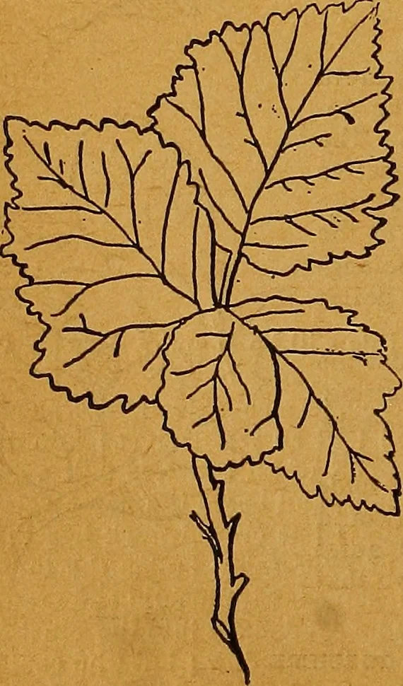 An illustration from The American domestic cyclopædia, a volume of universal ready reference for American women in American homes, 1890, leaf 85