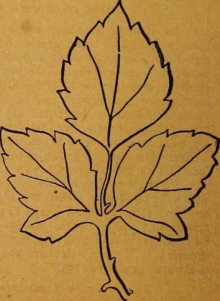 An illustration from The American domestic cyclopædia, a volume of universal ready reference for American women in American homes, 1890, leaf 85