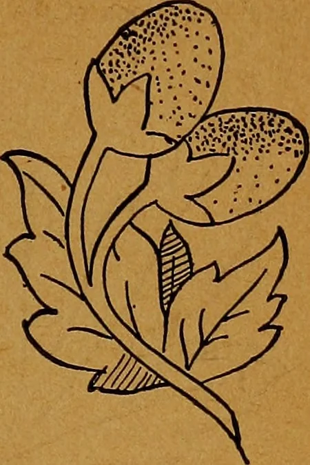 An illustration from The American domestic cyclopædia, a volume of universal ready reference for American women in American homes, 1890, leaf 86