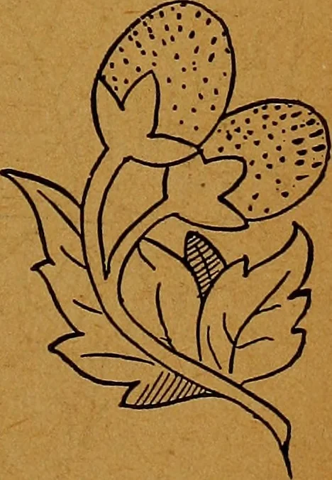An illustration from The American domestic cyclopædia, a volume of universal ready reference for American women in American homes, 1890, leaf 86