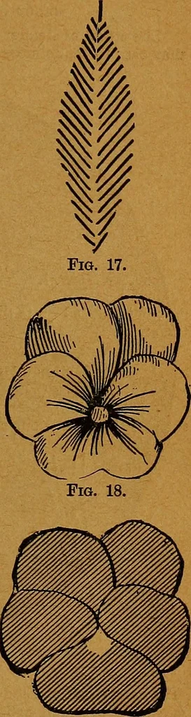An illustration from The American domestic cyclopædia, a volume of universal ready reference for American women in American homes, 1890, leaf 94
