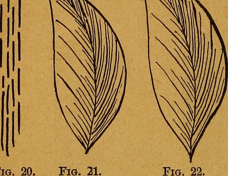 An illustration from The American domestic cyclopædia, a volume of universal ready reference for American women in American homes, 1890, leaf 95