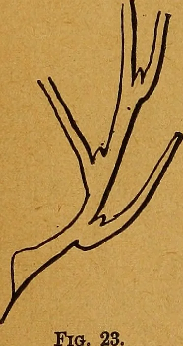 An illustration from The American domestic cyclopædia, a volume of universal ready reference for American women in American homes, 1890, leaf 95