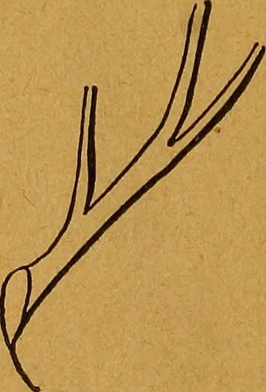An illustration from The American domestic cyclopædia, a volume of universal ready reference for American women in American homes, 1890, leaf 95