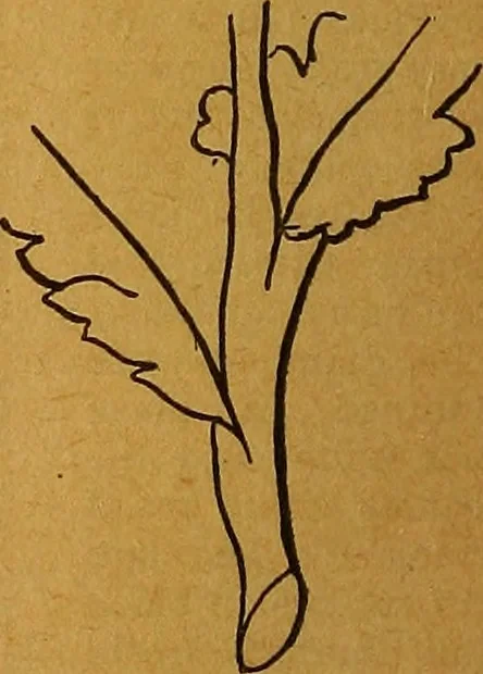 An illustration from The American domestic cyclopædia, a volume of universal ready reference for American women in American homes, 1890, leaf 95