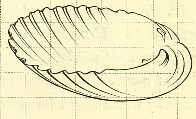 An illustration from The American drawing-book : a manual for the amateur, and basis of study for the professional artist : especially adapted to the use of public and private schools, as well as home instruction, 1847, leaf 26