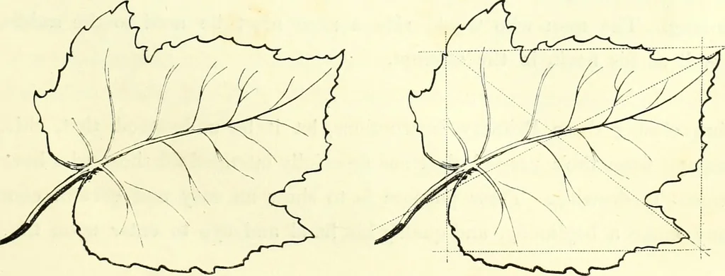 An illustration from The American drawing-book : a manual for the amateur, and basis of study for the professional artist : especially adapted to the use of public and private schools, as well as home instruction, 1847, leaf 30
