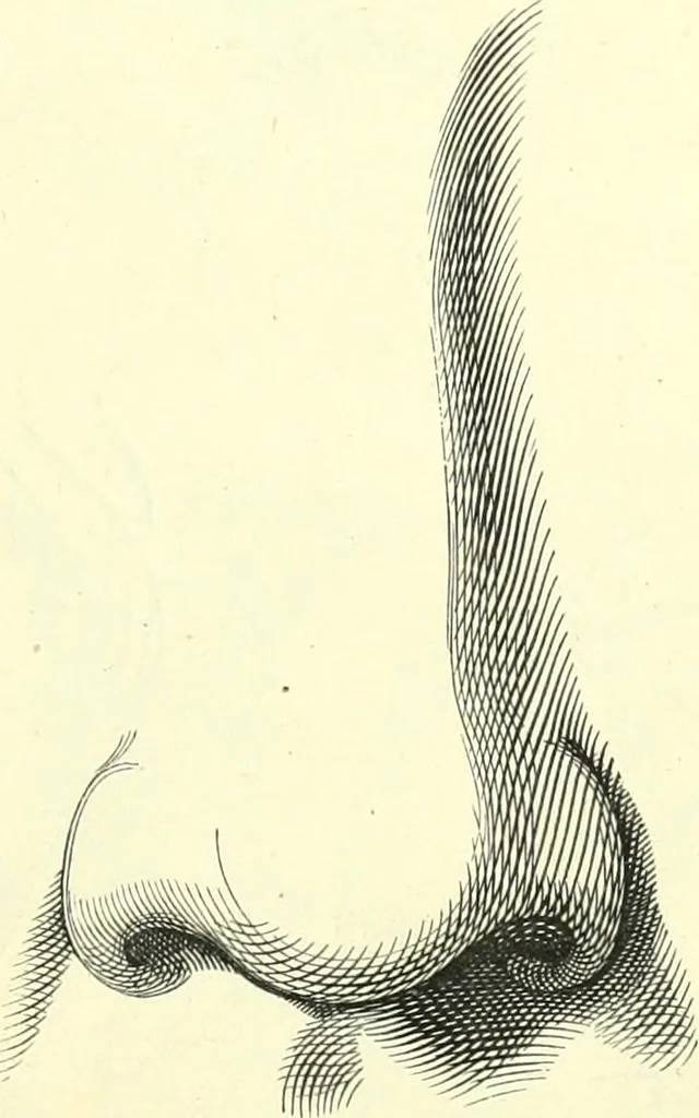 An illustration from The American drawing-book : a manual for the amateur, and basis of study for the professional artist : especially adapted to the use of public and private schools, as well as home instruction, 1847, leaf 42