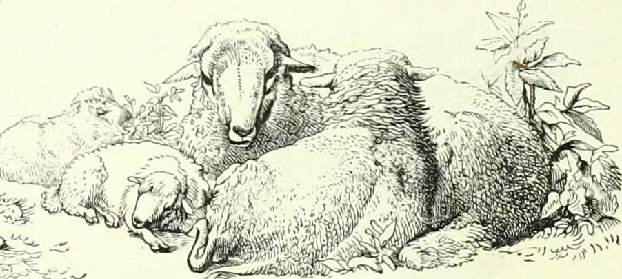 An illustration from The American drawing-book : a manual for the amateur, and basis of study for the professional artist : especially adapted to the use of public and private schools, as well as home instruction, 1847, leaf 41