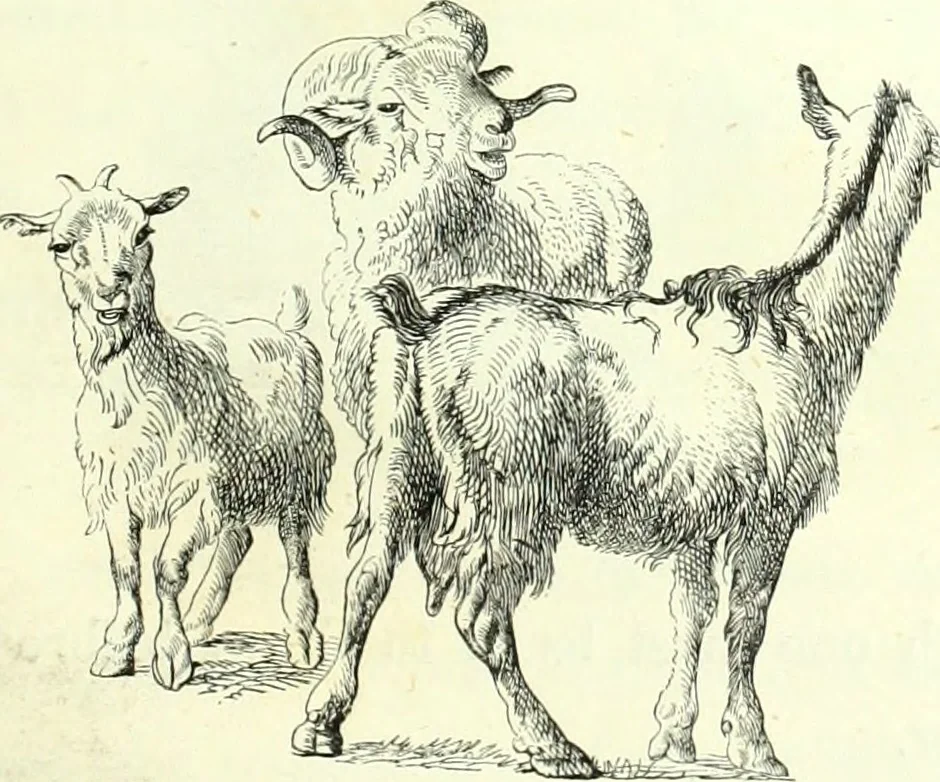 An illustration from The American drawing-book : a manual for the amateur, and basis of study for the professional artist : especially adapted to the use of public and private schools, as well as home instruction, 1847, leaf 42