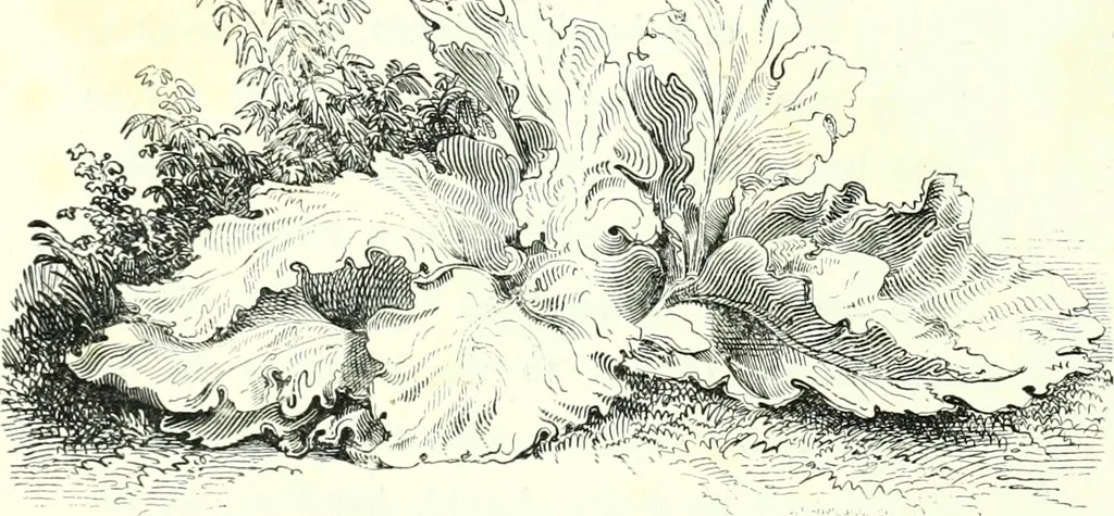 An illustration from The American drawing-book : a manual for the amateur, and basis of study for the professional artist : especially adapted to the use of public and private schools, as well as home instruction, 1847, leaf 47