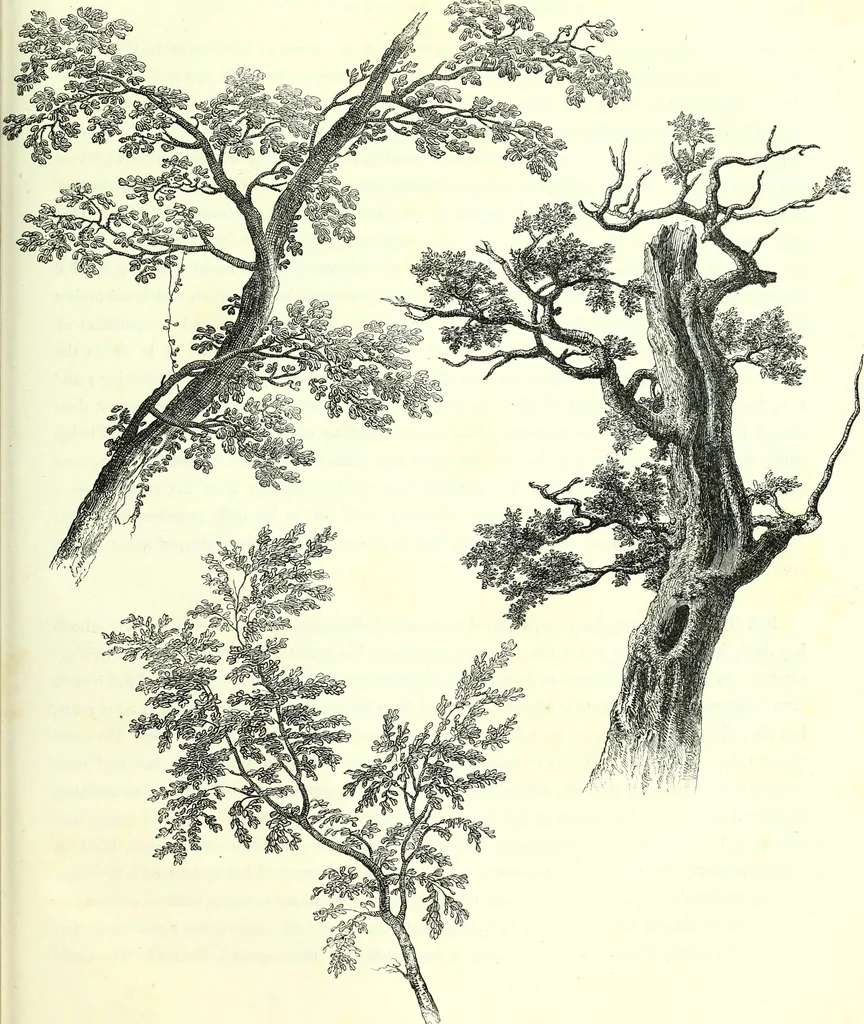An illustration from The American drawing-book : a manual for the amateur, and basis of study for the professional artist : especially adapted to the use of public and private schools, as well as home instruction, 1847, leaf 48