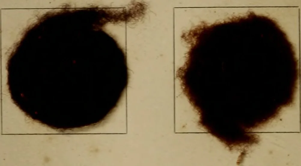 An illustration from The American dyer, (enlarged and revised) : a practical treatise on the coloring of wool, cotton, yarn and cloth, also, calico-printing ... containing seventy samples of wool, cotton yarn, and cloth; sample of black on raw cotton, colored at one operation; embracing, in all, over four hundred recipes, 1878, leaf 563