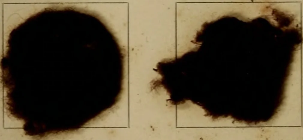 An illustration from The American dyer, (enlarged and revised) : a practical treatise on the coloring of wool, cotton, yarn and cloth, also, calico-printing ... containing seventy samples of wool, cotton yarn, and cloth; sample of black on raw cotton, colored at one operation; embracing, in all, over four hundred recipes, 1878, leaf 563