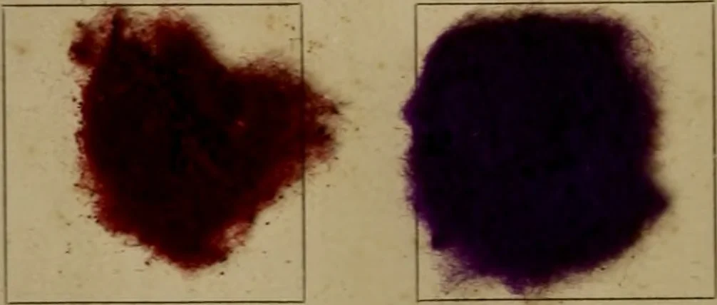 An illustration from The American dyer, (enlarged and revised) : a practical treatise on the coloring of wool, cotton, yarn and cloth, also, calico-printing ... containing seventy samples of wool, cotton yarn, and cloth; sample of black on raw cotton, colored at one operation; embracing, in all, over four hundred recipes, 1878, leaf 563