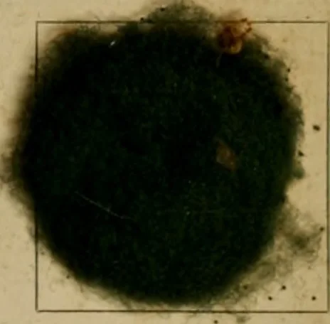 An illustration from The American dyer, (enlarged and revised) : a practical treatise on the coloring of wool, cotton, yarn and cloth, also, calico-printing ... containing seventy samples of wool, cotton yarn, and cloth; sample of black on raw cotton, colored at one operation; embracing, in all, over four hundred recipes, 1878, leaf 566