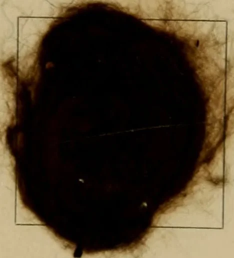 An illustration from The American dyer, (enlarged and revised) : a practical treatise on the coloring of wool, cotton, yarn and cloth, also, calico-printing ... containing seventy samples of wool, cotton yarn, and cloth; sample of black on raw cotton, colored at one operation; embracing, in all, over four hundred recipes, 1878, leaf 656