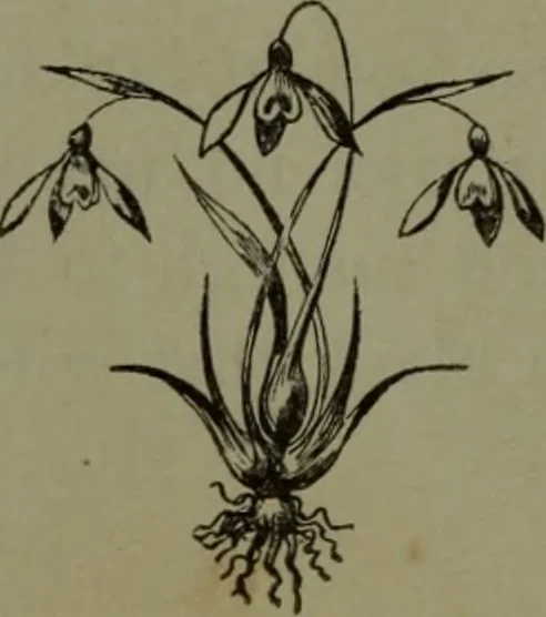 An illustration from The American dyer : a practical treatise on the coloring of wool, cotton, yarn & cloth.., 1873, leaf 165
