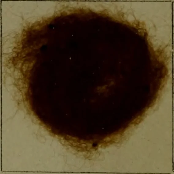 An illustration from The American dyer : a practical treatise on the coloring of wool, cotton, yarn & cloth.., 1873, leaf 213