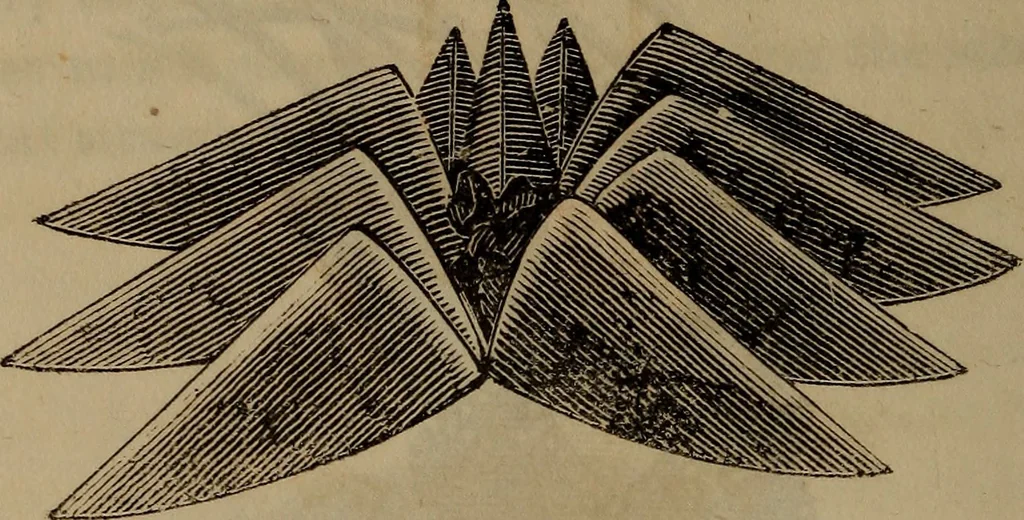 An illustration from American girl's book: or, Occupation for play hours, 1831, leaf 263