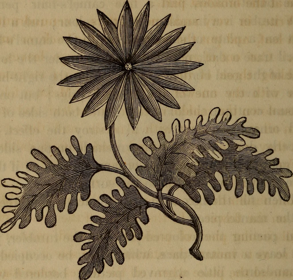 An illustration from American girl's book: or, Occupation for play hours, 1831, leaf 307
