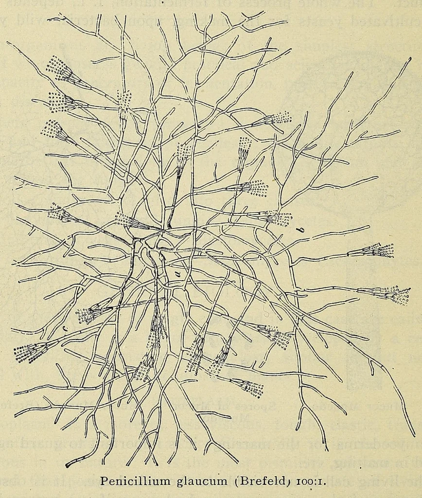 An illustration from American handy-book of the brewing, malting and auxiliary trades .., 1901, leaf 526