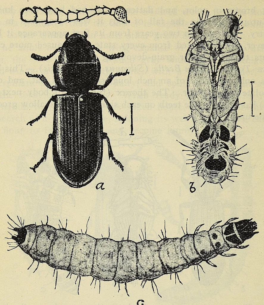 An illustration from American handy-book of the brewing, malting and auxiliary trades .., 1901, leaf 670