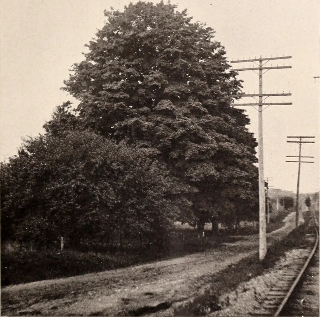 An illustration from American homes and gardens, 1905, leaf 118