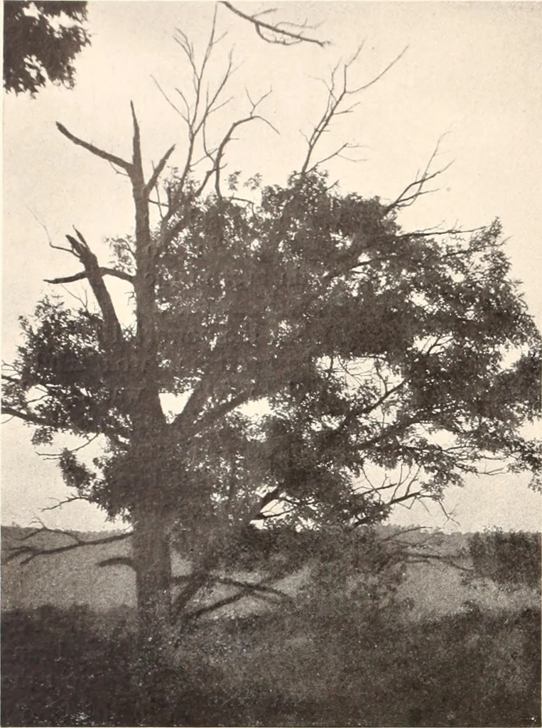 An illustration from American homes and gardens, 1905, leaf 119