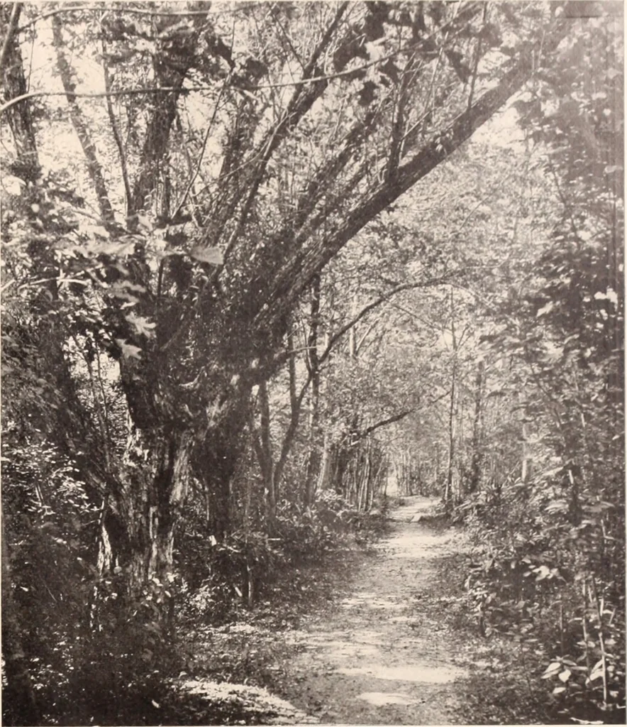 An illustration from American homes and gardens, 1905, leaf 128