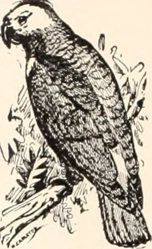 An illustration from American homes and gardens, 1905, leaf 15