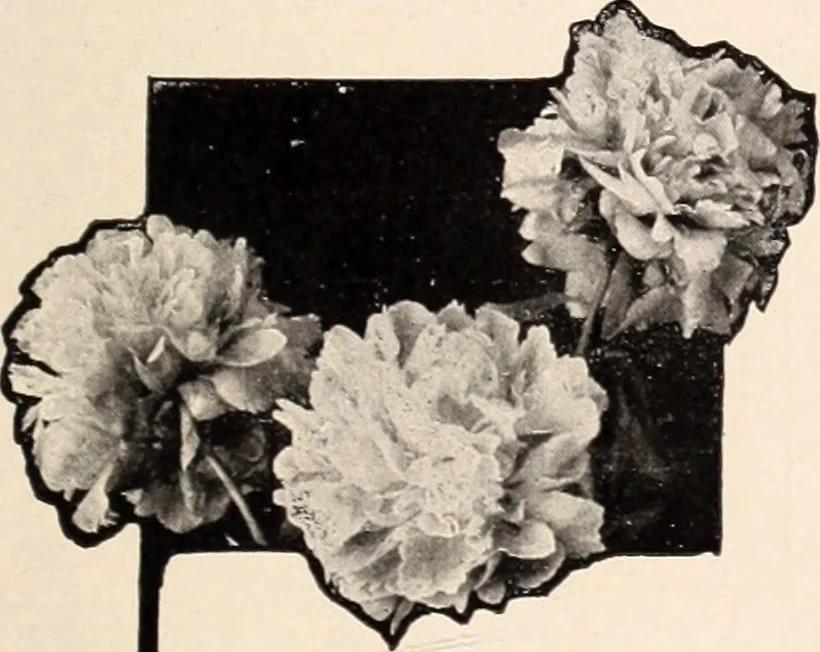 An illustration from American homes and gardens, 1905, leaf 158