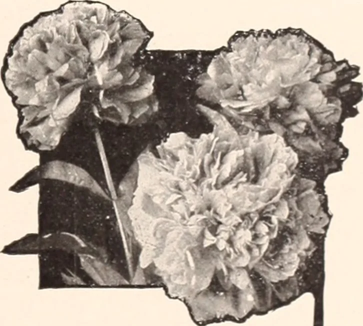 An illustration from American homes and gardens, 1905, leaf 158
