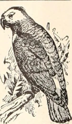 An illustration from American homes and gardens, 1905, leaf 159