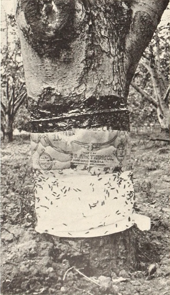 An illustration from American homes and gardens, 1905, leaf 195