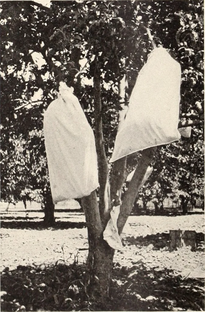 An illustration from American homes and gardens, 1905, leaf 195