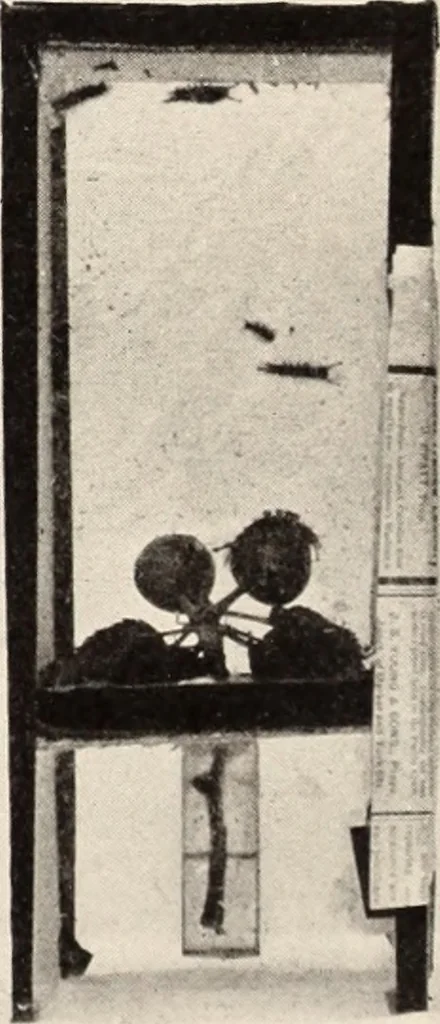 An illustration from American homes and gardens, 1905, leaf 195