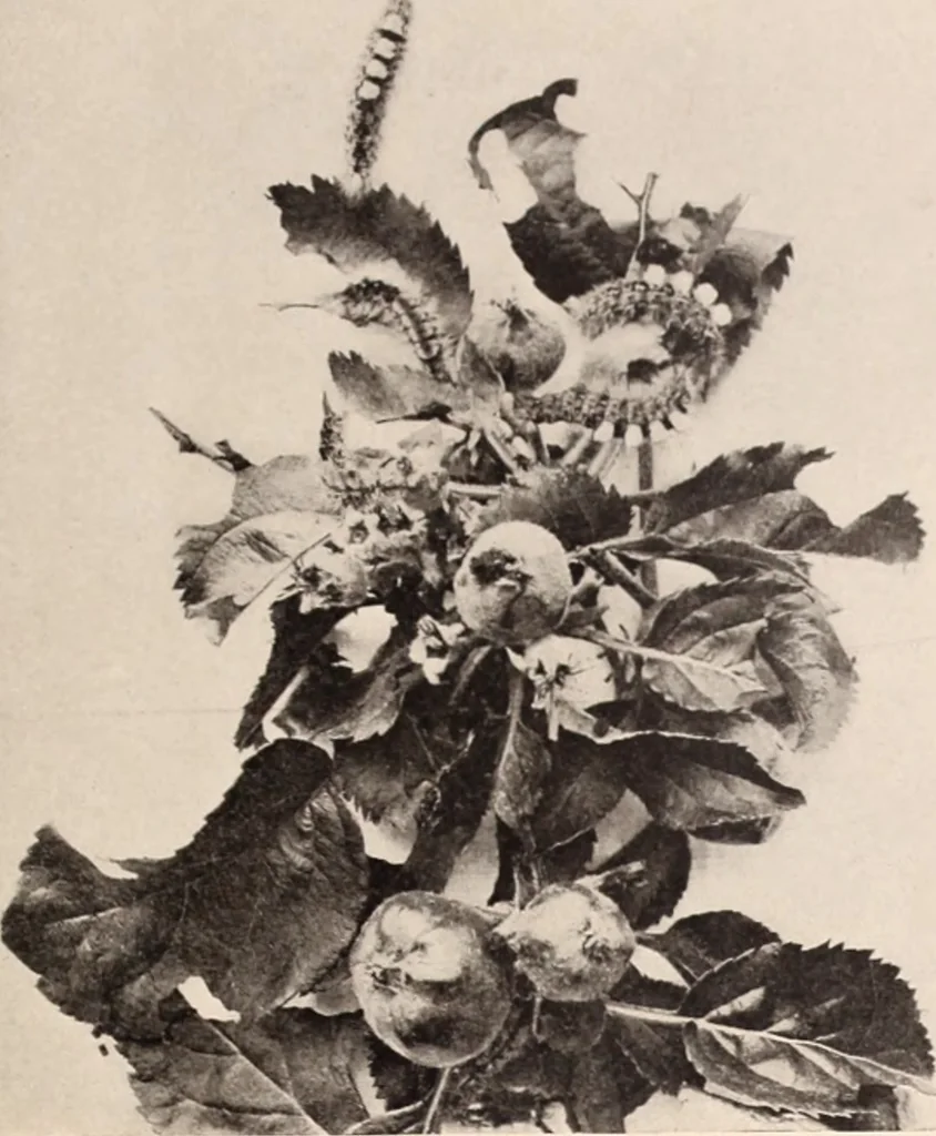 An illustration from American homes and gardens, 1905, leaf 196