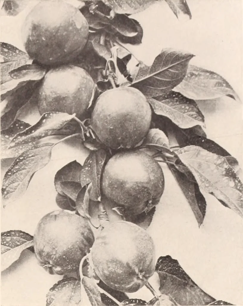 An illustration from American homes and gardens, 1905, leaf 196