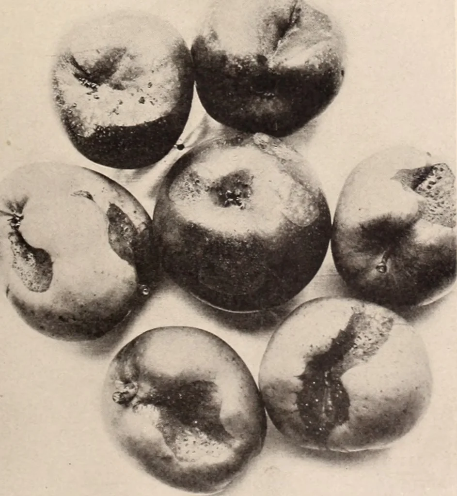 An illustration from American homes and gardens, 1905, leaf 196