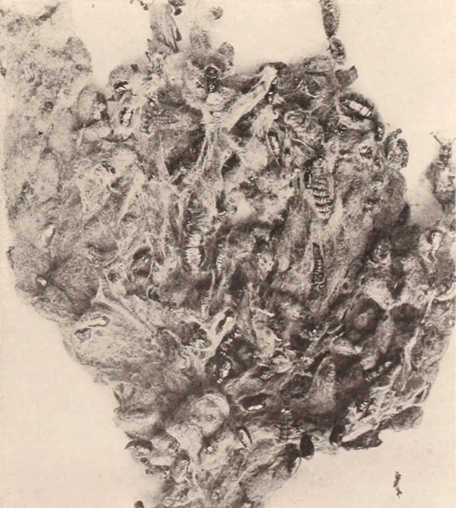 An illustration from American homes and gardens, 1905, leaf 196