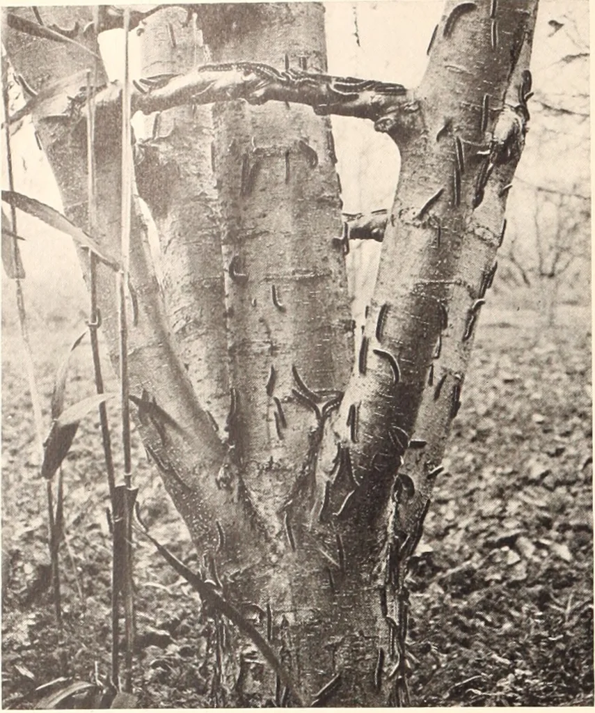 An illustration from American homes and gardens, 1905, leaf 197