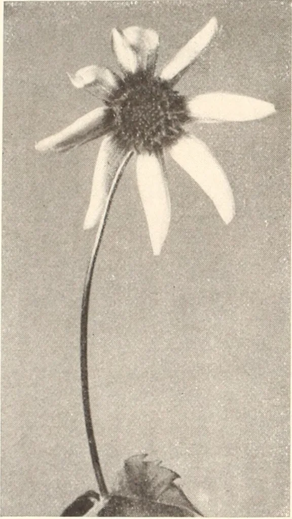 An illustration from American homes and gardens, 1905, leaf 201