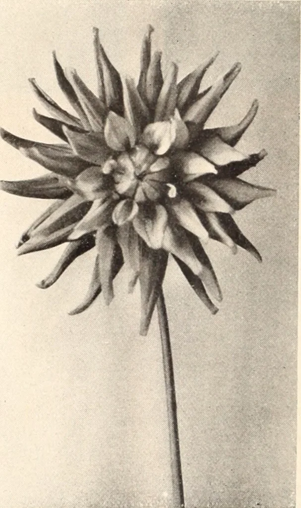 An illustration from American homes and gardens, 1905, leaf 201