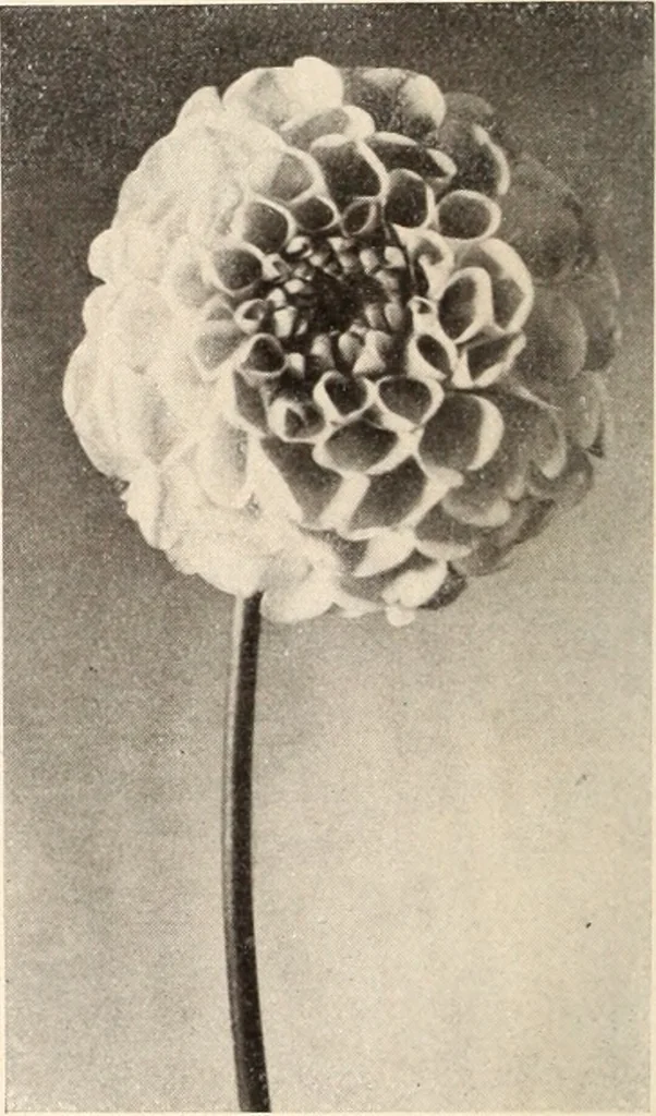 An illustration from American homes and gardens, 1905, leaf 201