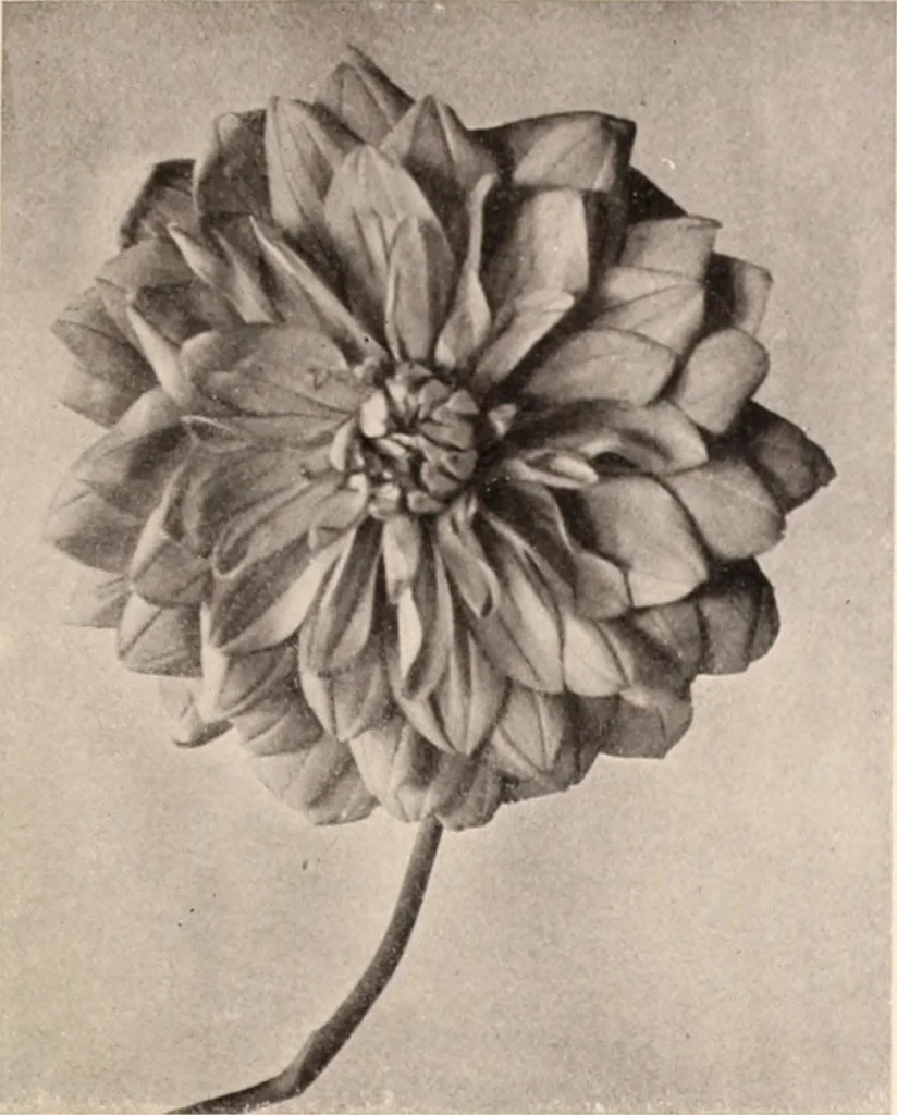 An illustration from American homes and gardens, 1905, leaf 202