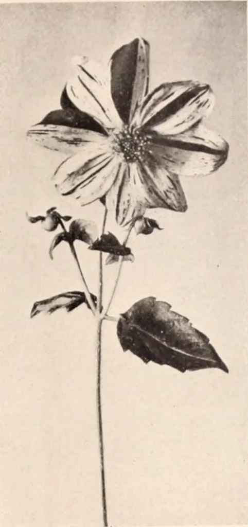 An illustration from American homes and gardens, 1905, leaf 202