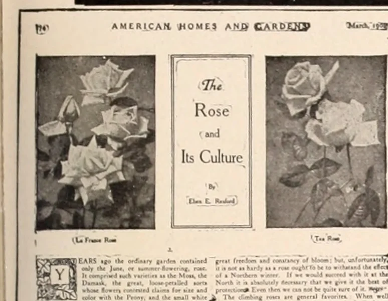 An illustration from American homes and gardens, 1905, leaf 216