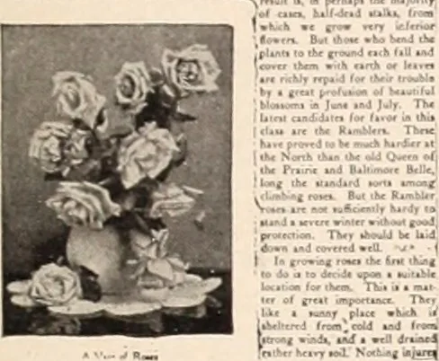 An illustration from American homes and gardens, 1905, leaf 216